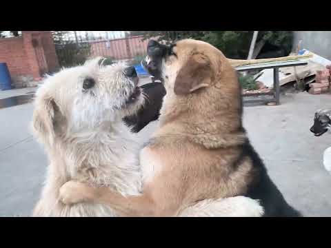 King Charles Is just Having Dominating Mentality || Bro is always dominate rocky