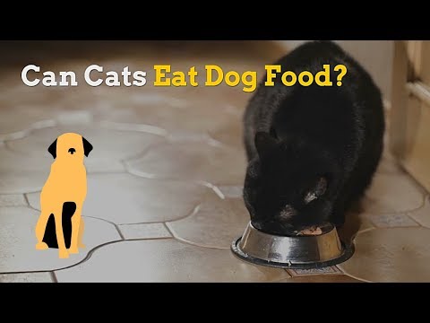 Can Cats Eat Dog Food | Is This Food Safe for Your Kitten