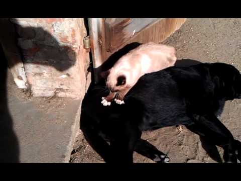 Katze massiert erkrankte Hüfte vom Hund