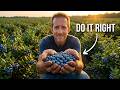 The Complete Blueberry Growing System From Planting To Harvest