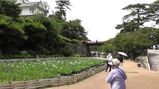 最後は小田原城や、菖蒲園を見学して無事バスツアー終了　2025年6月