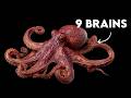 The Octopus Has 9 Brains, Scientists Have No Idea How It Works   5