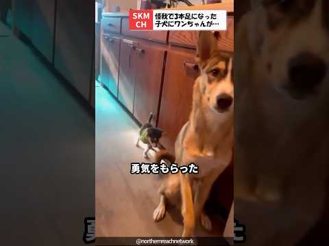 犬の傷 - 応急処置