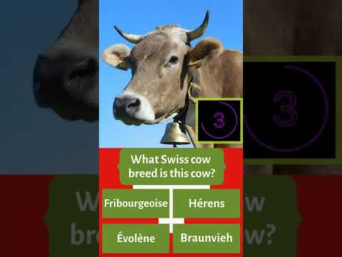 , title : 'GUESS WHAT SWISS COW BREED IS THIS COW? #shorts'