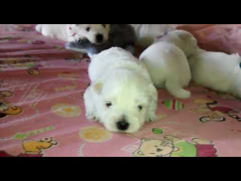 Cachorros West Highland White Terrier (Westy - Westie)  - 17/04/18 - 2