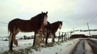 preview picture of video 'Winter Drive To View Clydesdale Horses North Fife Scotland'