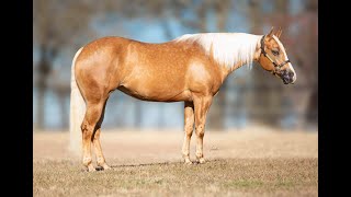 HF Trashy Remedy -**Sold to Texas