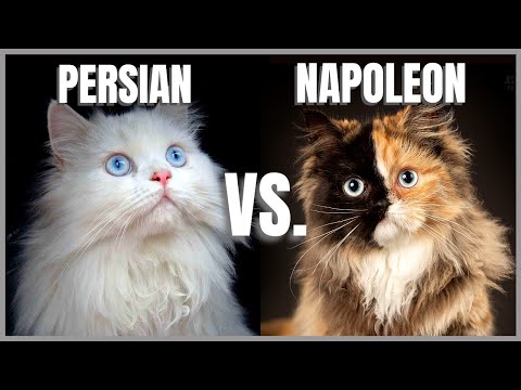 Persian Cat VS. Napoleon Cat