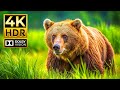 Incredible 4K Animal Adventure Dolby Vision HDR 60FPS Video Cinematic Sound