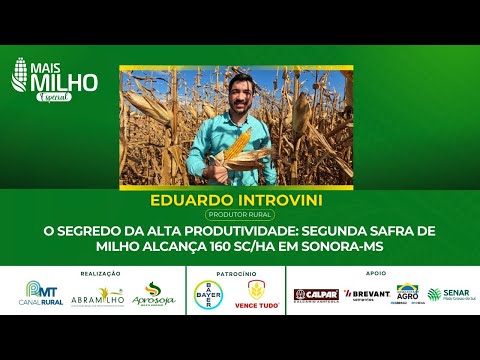 O segredo da alta produtividade: segunda safra de milho alcança 160 sc/ha em Sonora-MS
