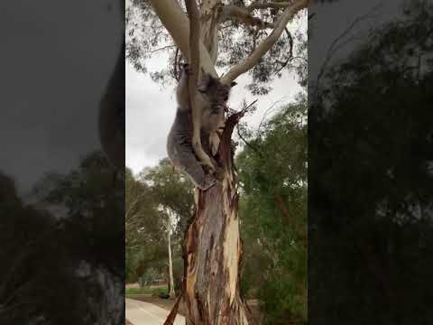 Encounter With An Australian Drop Bear (Koala)