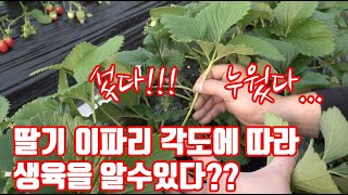 [농업 유튜버들이 따라하는 전문 유튜브] 딸기 재배 이파리가 서 있는 각도에 따라 생육을 알 수 있다??