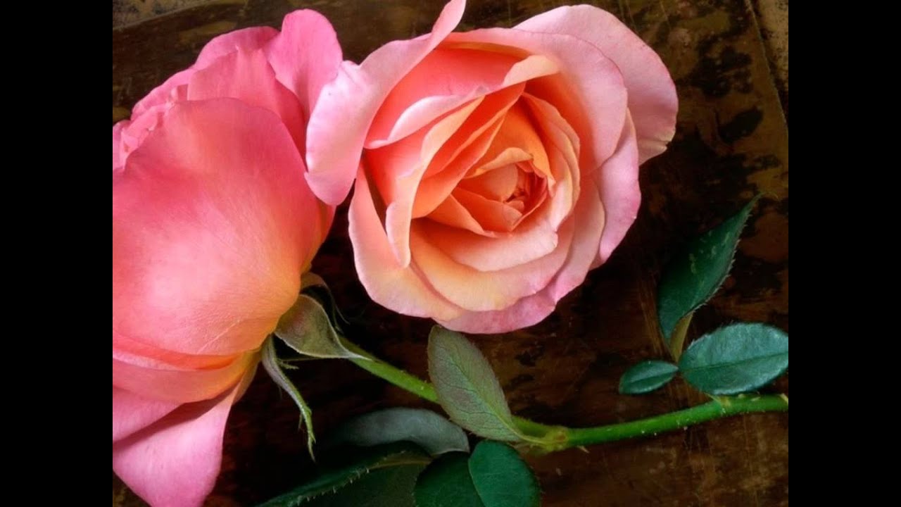 Ladki Hai Kya Re Baba Lyrics  | Laadla | Anil Kapoor, Sridevi | Udit Narayan | Anand Shrivastav, Milind Shrivastav