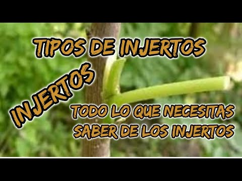 Tipos de Injertos, Injerto, conoce las clases de injertos