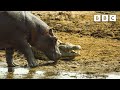 Hippos Take On Crocodiles For Best Sunbathing Spot Serengeti BBC