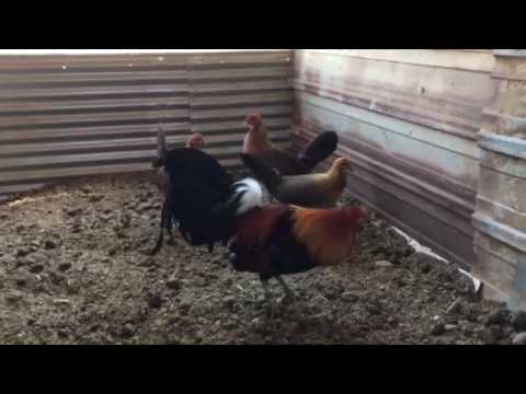 McLean Hatch Alamos Farm