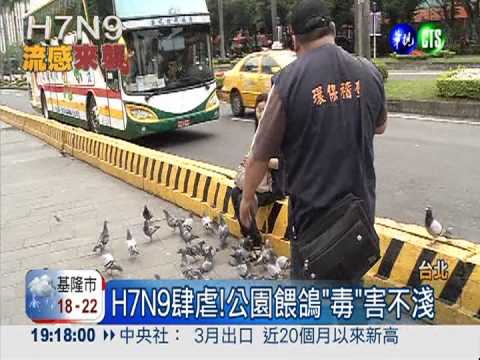 防堵H7N9病毒 公園禁餵野鴿.鳥