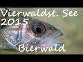 Diving - Vierwaldstättersee - Bierwaldstättersee - Schweiz 2015 - Europa, Hechte, Vierwaldstättersee, Schweiz