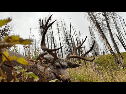 Hunting high country Wyoming mule deer. Region G or H part 1