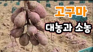 고구마 농사 이렇게 해야 소농과 대농 차이 (고구마 종자부터 수확 출하까지 몰아보기)