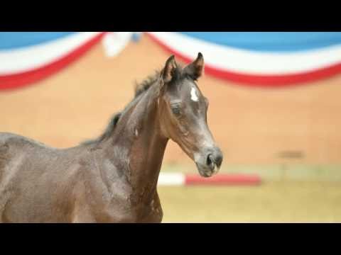 Holsteiner Fohlenauktion 2016 in Elmshorn - Nr. 17 v. Casall - Nekton
