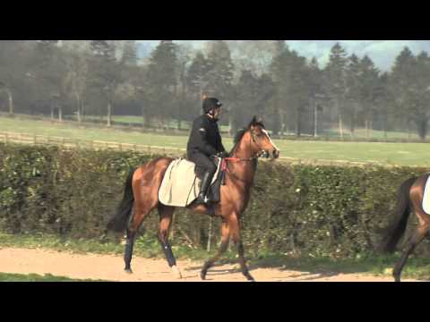 This Racing Life  - Guineas - Racing UK