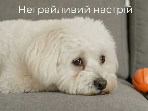 Лакомство для собак WAUDOG Treats Dental Кость для чистки зубов с