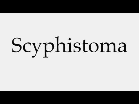 How to Pronounce Scyphistoma