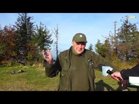 Tak pracuje Straż Leśna