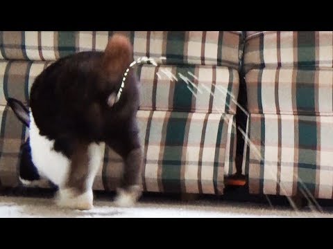 YouTube video about: How to stop rabbit peeing on carpet?