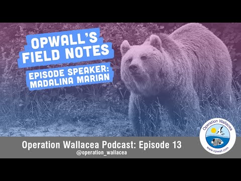 Opwall Field Notes Podcast: Entry 13 - Madalina Marian
