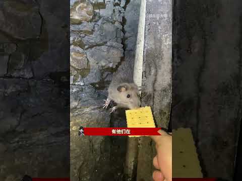 人人喊打的老鼠，放对了位置全是高光 #老鼠  #矿工生活  #矿井老鼠
