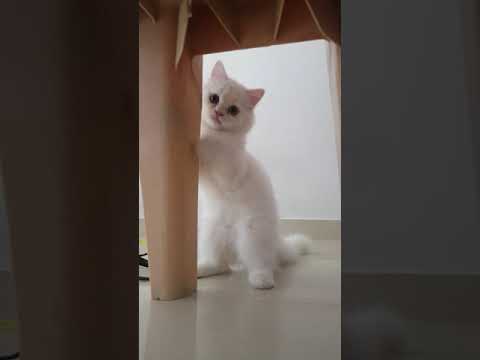 Milo climbing the chair|| Persian cat|| #shorts || #N09cool