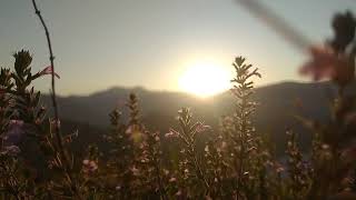 Download lagu Beautiful Sunrise & The Flowers   NO COPYRIGHT VIDEO   NATURE mp3