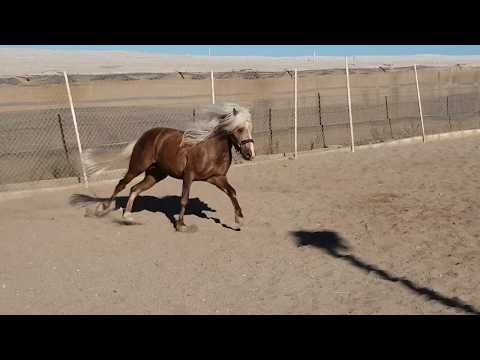 Ponyhengst im Verkauf