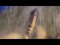 Mothamorphasis The Birth Of Mr Moth Larva Pupa Adult
