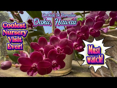 AMAZING ORCHID COLLECTION! MASSIVE, 100+ YEAR OLD VANDA!! AWARD WINNING PAPHEOPEDILUMS!