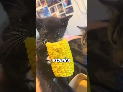 Cosas de los michis bebé que nadie te cuenta