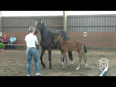 PI128CH Stutfohlen von Zack - Catoo - Aljano