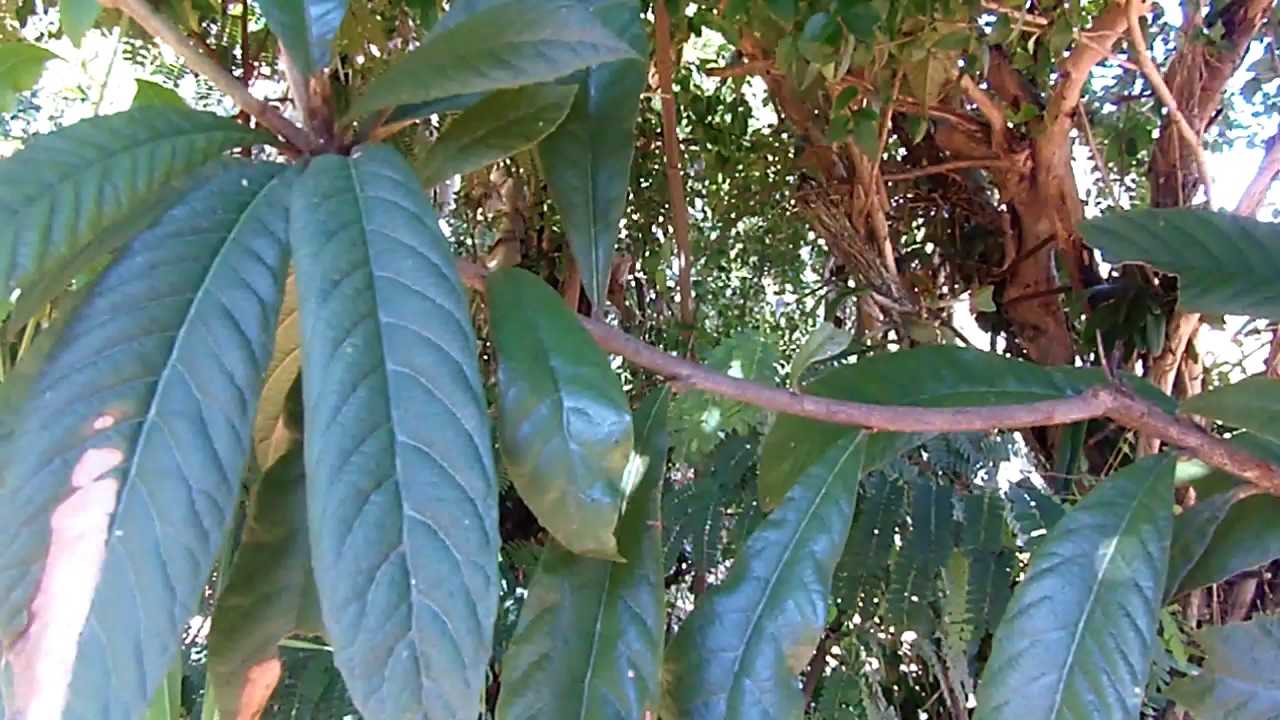 Chá-de-Folha-de -ameixa amarela ou nêspera  insulina menopausa,diabetes e outros