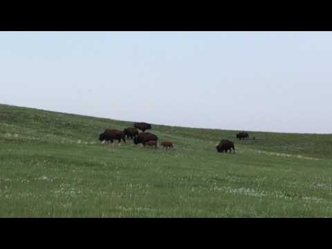 Tatanka on the move