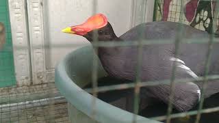 Download lagu Burung Mandar Batu Jantan mp3