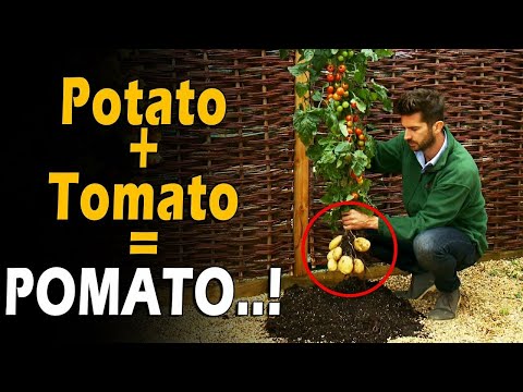 , title : 'What is TOMTATO / POMATO...? | POtato + toMATO = POMATO..! | Tomato Grafting on Potato'