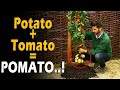 What is TOMTATO / POMATO...? | POtato + toMATO = POMATO..! | Tomato Grafting on Potato