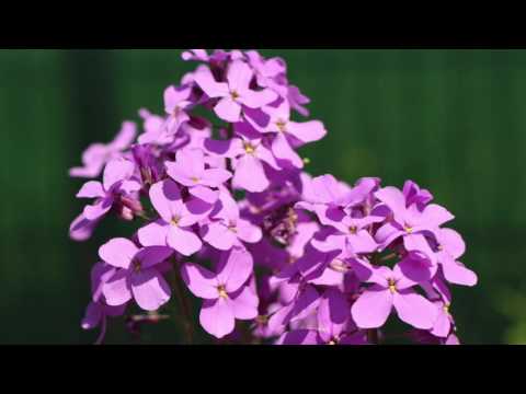 Schubert Liederen - Nachtviolen door Cantius Geysel en Bart Berman