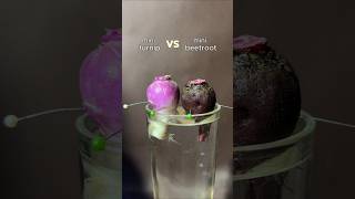 Download lagu beetroot and turnip growing in water, 18 days time lapse mp3
