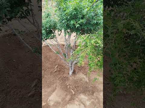 Adubação das frutas no SÍTIO FOA #noslenfoa 