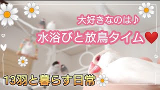 【文鳥】13羽と暮らす日常♪大好きなのは 水浴びと放鳥タイム☆
