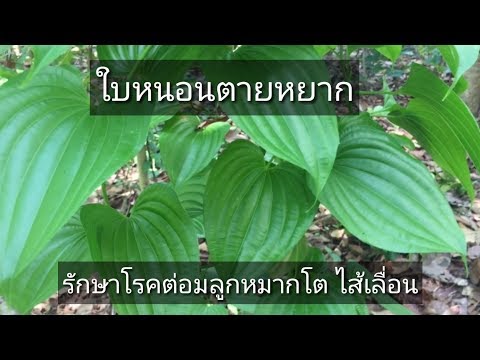 ชาวมุสลิมอ่อนแอ ครีมเป็นสมาชิกยาวนานของ