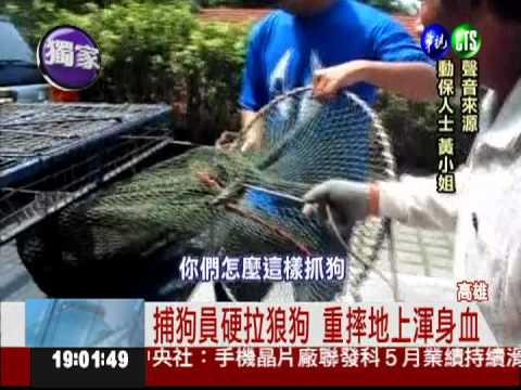殘忍! 捕狗員重摔狼狗失血亡